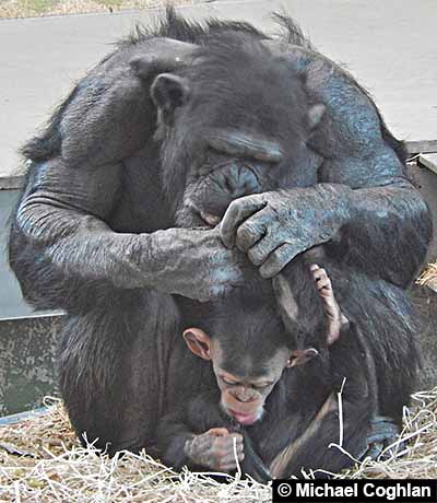 Primate mother grooming child