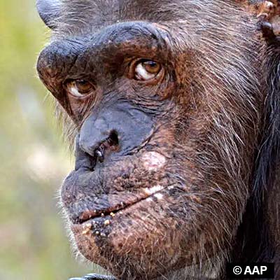 chimpanzee mood