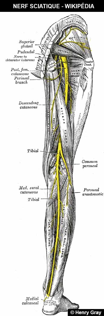 Scatic-nerve-Henry-Gray
