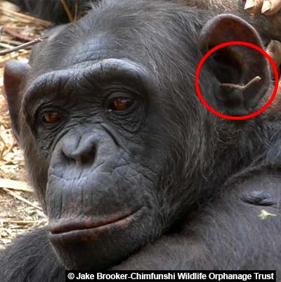 Chimpanzee with grass in its ear