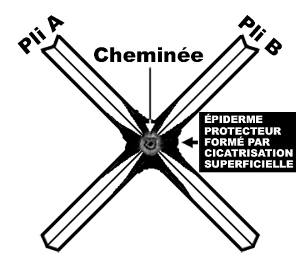 Formation de cellules d'épiderme autour d'un croisement de plis