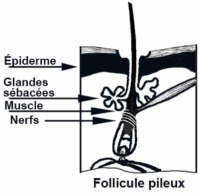 Follicule pileux