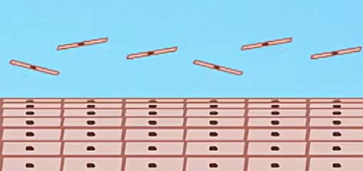 Dead epidermis cells exfoliating