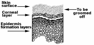 Portion of the epidermis to groom off