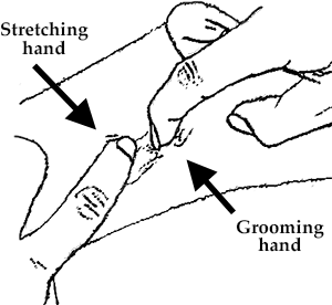 One finger stretches the skin, while the other grooms it