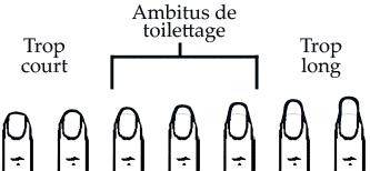 L'ambitus de toilettage