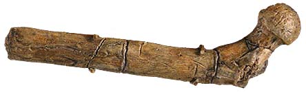 Orrorin tugenensis femur