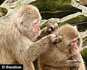 Grooming primattes