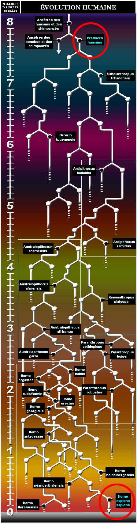 Tableau de l'évolution humaine