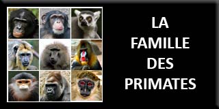 The primate family