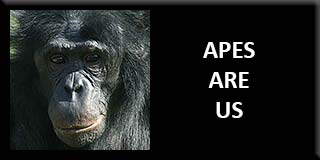 Apes are us