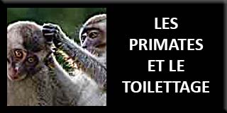 Primates and grooming