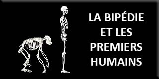La bipédie et les premiers humains
