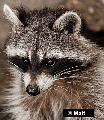 Raccoon