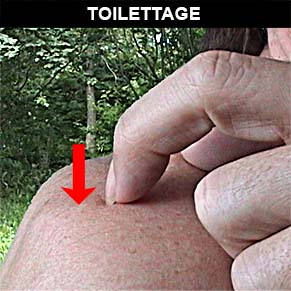 Exemple de toilettage