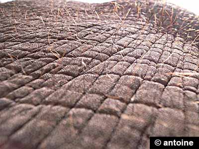 Human skin close-up