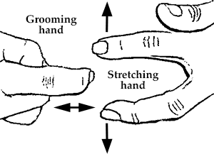 Two fingers stretch the skin, while the other grooms it