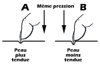 L<ongle s<enfonce plus faciloement dans une peau moins tendue