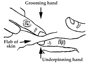 One finger creates a solid surface, so the other finger can groom the skin