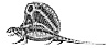 Dimetrodon