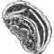 Eukaryote cell