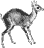 Eotragus
