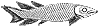 Dipterus