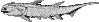 Acanthodians