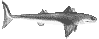 Cladoselache